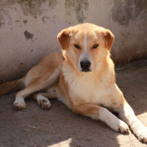 GODO – reserviert TH Verlorenwasser - vermittelt