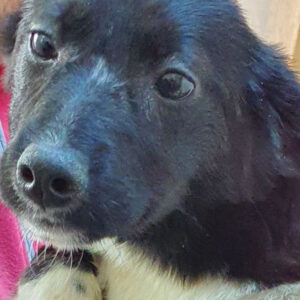 SHEILA - reserviert Tierhilfe Lebenswert DR - vermittelt