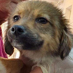 FIBI - reserviert Betty - vermittelt