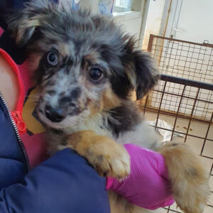 MAYVI - reserviert Tierhilfe Lebenswert DR - vermittelt