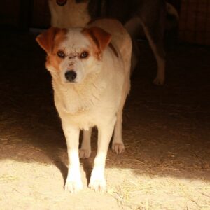 HANNI - reserviert TH Limburg - vermittelt