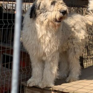 AUDREY - Mioritic HSH - reserviert Tierhilfe Lebenswert DR - vermittelt