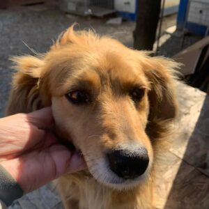 GOLDI - reserviert ES Tierhilfe Lebenswert DR - vermittelt