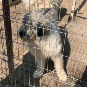 KADOU - Mioritic HSH - reserviert für Tierhilfe Lebenswert - vermittelt