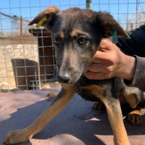 JULIKA - reserviert Tierhilfe Lebenswert DR - vermittelt