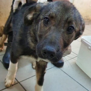 JULIE - reserviert Betty - vermittelt