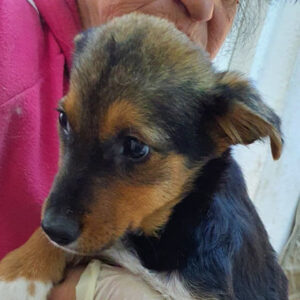 IDA - reserviert Lorraine - vermittelt