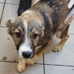 HAYLEY - reserviert Tierhilfe Lebenswert DR - vermittelt