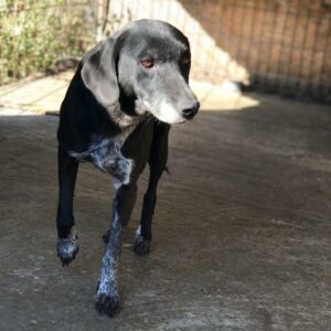 FRINA - auf Pflegestelle in PLZ 3 *vermittelt*