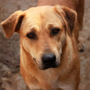 INARA - auf Pflegestelle in PLZ 08 *vermittelt*