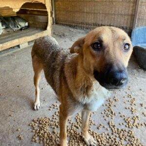 MILKA - auf Pflegestelle in PLZ 1 - vermittelt