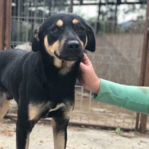 MOGLI - reserviert MG vermittelt