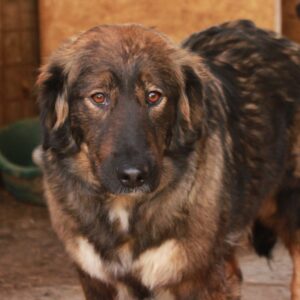 MURMEL - auf Pflegestelle in PLZ 1 und vermittelt