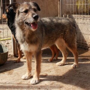 NESSY – reserviert TH Verlorenwasser - vermittelt