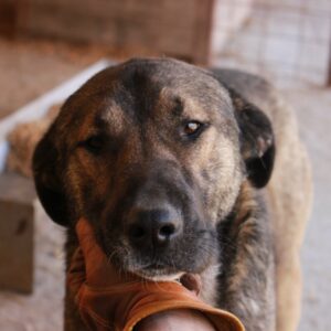 OSKAR - reserviert Manuela - vermittelt