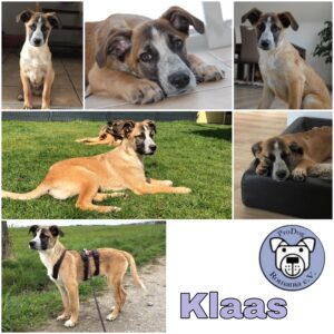 Klaas in 42579 Heiligenhaus *reserviert*