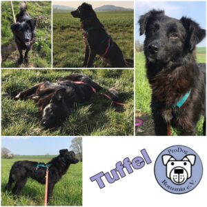 Tuffel in 31084 Freden