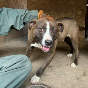 DIEGO - reserviert TH Filderstadt - vermittelt