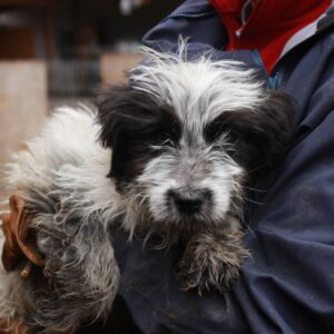 AIKO - reserviert TH Andernach - vermittelt