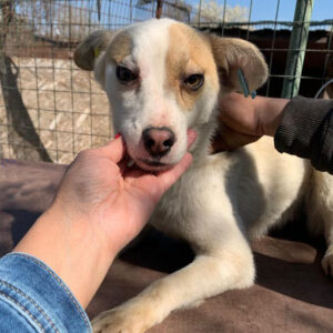 JOEY - reserviert THL - vermittelt