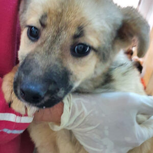 KONFETTI - reserviert TINO - vermittelt