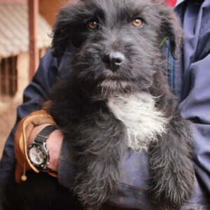 KENJI - reserviert TH Filderstadt - vermittelt