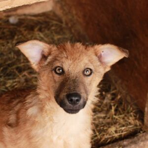ELOS - reserviert für ES (MG) - vermittelt