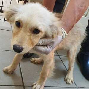 TIMON - reserviert Tierhilfe Lebenswert DR - vermittelt