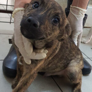 JADIS - reserviert Tierhilfe Lebenswert DR - vermittelt