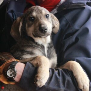 BOWIE - reserviert THL - vermittelt