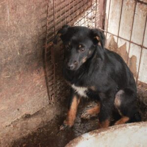 KONRAD - reserviert NadineH - vermittelt