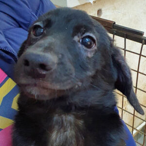 VALERIO - reserviert IH DR - vermittelt