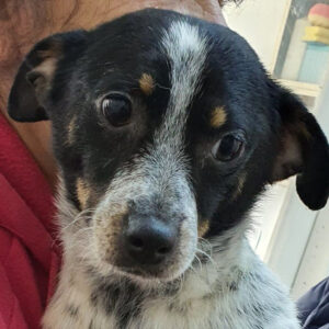 NENZO - reserviert Tierhilfe Lebenswert (DR) - vermittelt