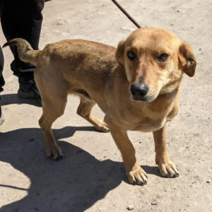 FEIVEL - reserviert TH Filderstadt - vermittelt