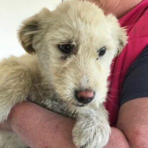 SHOULA - reserviert Alexandra - vermittelt