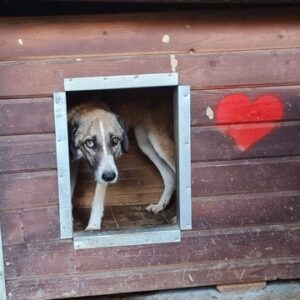 TESITA - Notfall - viel zu dünn - vermittelt Tines Pfötchenhof - vermittelt