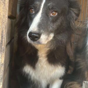 BAYOMA (♀) - vermittelt NH