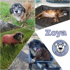 Zoya in 64319 Pfungstadt