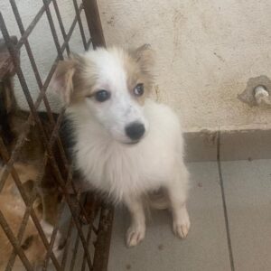 SUNNY - reserviert Tierhilfe Lebenswert DR - vermittelt