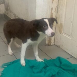 ANILA - reserviert für Tierhilfe Lebenswert vermittelt vermittelt