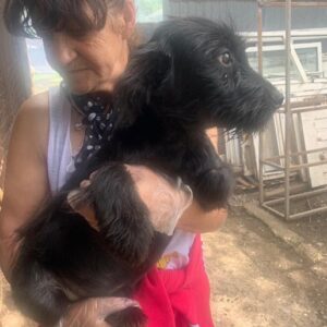 BANDIT - reserviert Tierhilfe Lebenswert DR - vermittelt