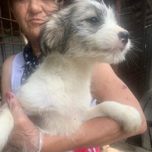 YUKA - reserviert Tierhilfe Lebenswert DR - vermittelt