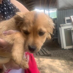 JANINA - reserviert Tierhilfe Lebenswert DR - vermittelt