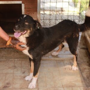 KUNO - reserviert TINO (22.02.) - vermittelt