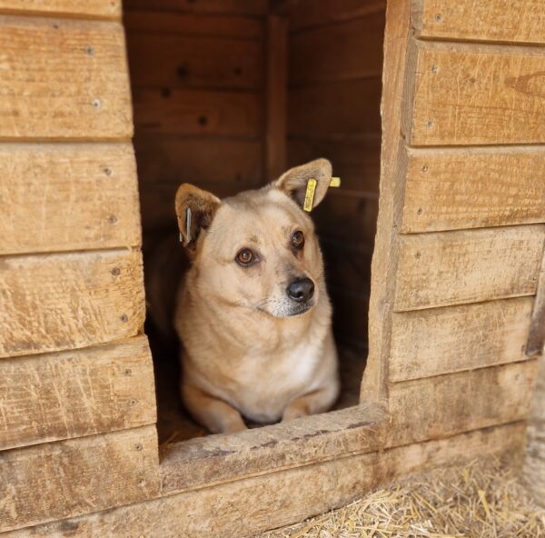 MONTY - auf Pflegestelle in PLZ 5 vermittelt – Bild 2