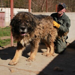 BJÖRN - reserviert SK vermittelt
