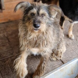 LYDIA - reserviert Manuela - vermittelt