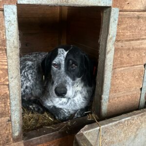 WANDA - ausgereist zur Schäferhundrettung e.V.