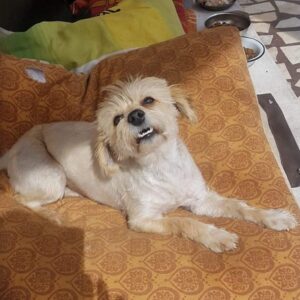 MARI - reserviert Tierhilfe Lebenswert DR - vermittelt