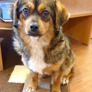 TALLY - reserviert Tierhilfe Lebenswert DR - vermittelt